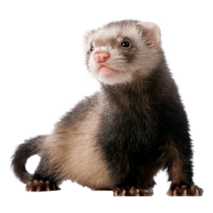 ferret_1