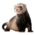 ferret_1